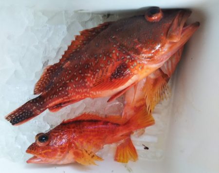 康仁丸・ジギング釣り果